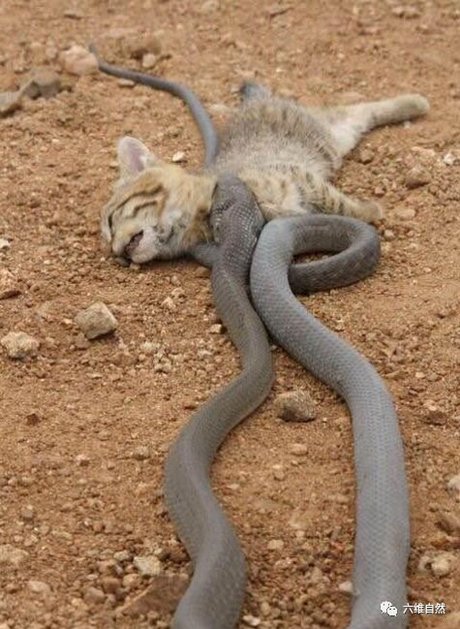 总是猫吃蛇,最致命毒蛇黑曼巴终反杀野猫一回