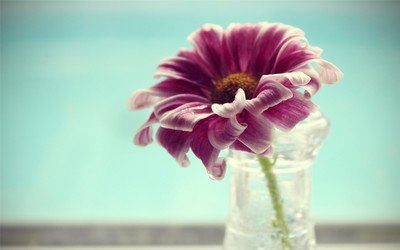 极简小 清新素雅花朵花瓶盆栽唯美意境桌面壁纸