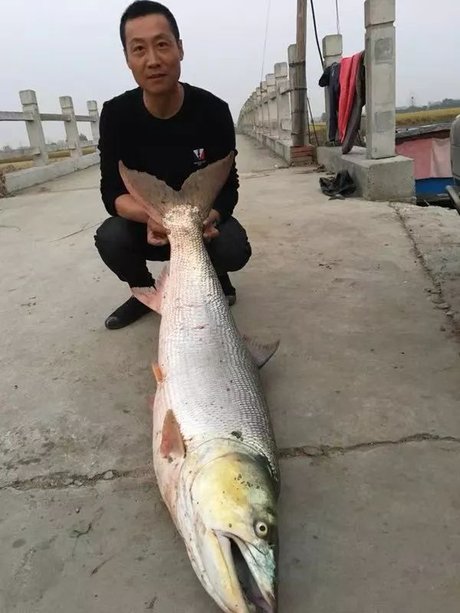 钓鱼爱好者捕获大鳡鱼 长153厘米 足足60斤重