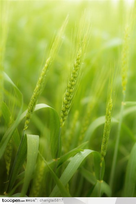 的耳朵 成熟的 小麦的耳朵 秋天,美丽的,明亮的,收集,耳朵,领域,氏族