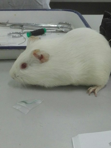 探秘小白鼠的实验室生活
