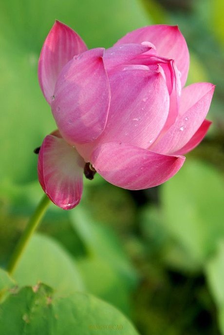 花语--中十 水中芙蓉-荷花(莲花),世界