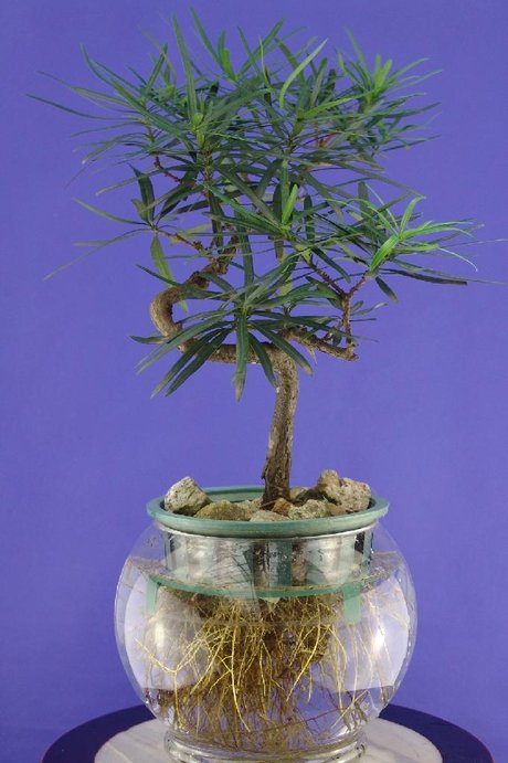 水培木本植物