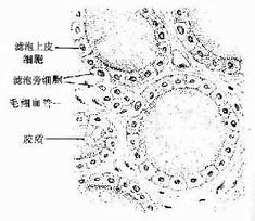 滤泡旁细胞