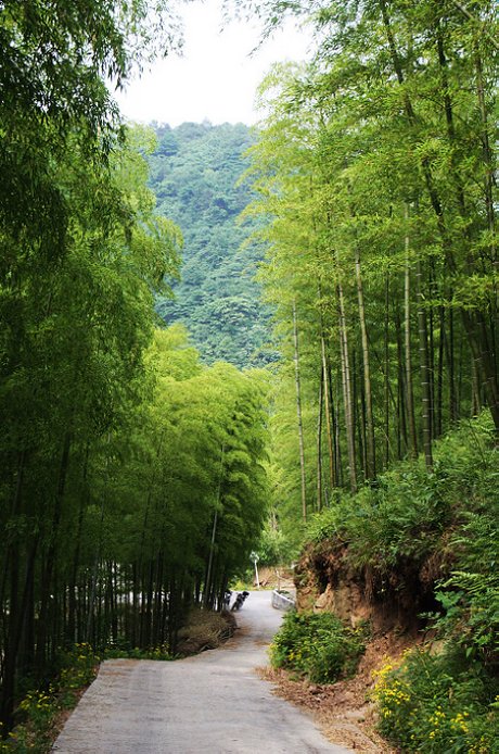 茫茫 竹海  无蚊山庄 摄影图片】浙江 安吉 风光