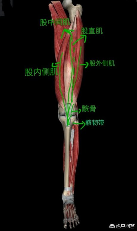 练股四头肌的好处?