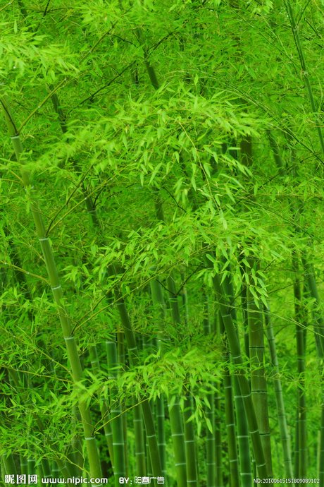 竹子摄影图__树木树叶_生物世界_摄影