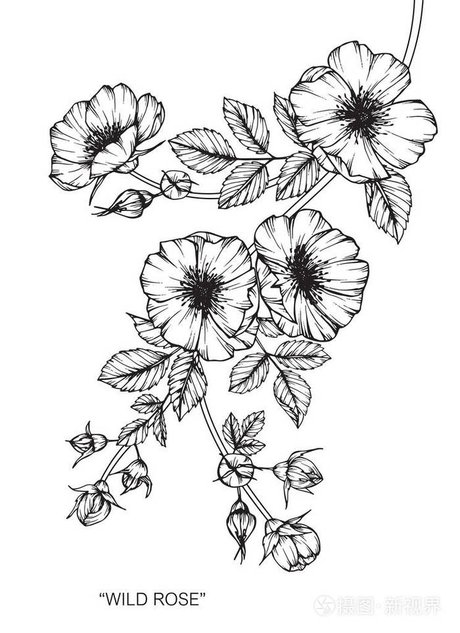 黑白线条画素描 手工绘制的 野玫瑰 野玫瑰,野蔷薇,野生玫瑰植物,野生