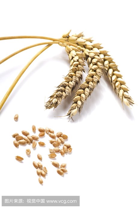 127008)-食品果蔬图片-素材中国16素材网 小麦,麦粒,麦谷,麦穗 装修
