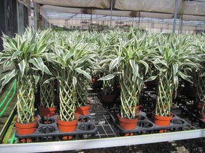 相关搜索 五彩千年木 七彩竹芋 朱蕉 花叶蔓长春藤 幌伞枫 罗汉松