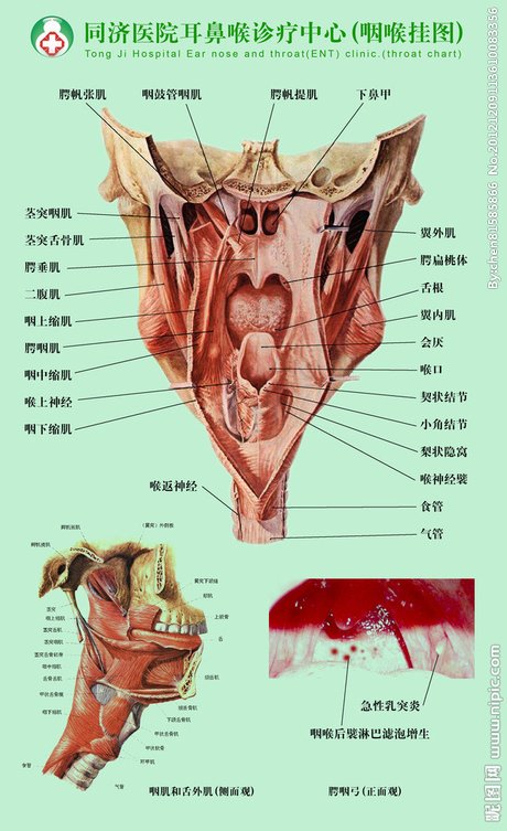 相关搜索 正常喉咙内壁图片 正常人咽喉图片 正常的扁桃体图 扁桃体