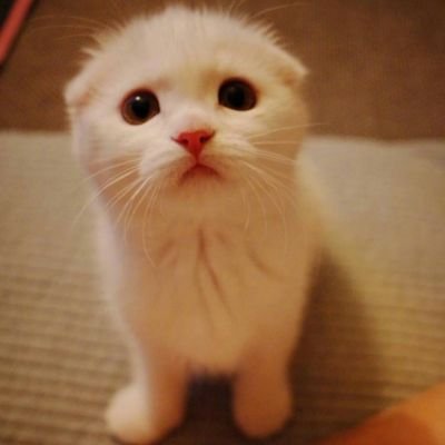 萌化人心的可爱动物头像小猫咪 若是珍惜何来惋惜