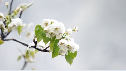 雪中梨花唯美植物高清桌面壁纸