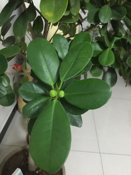 【木本盆栽植物花卉】盆栽木本绿植物图片