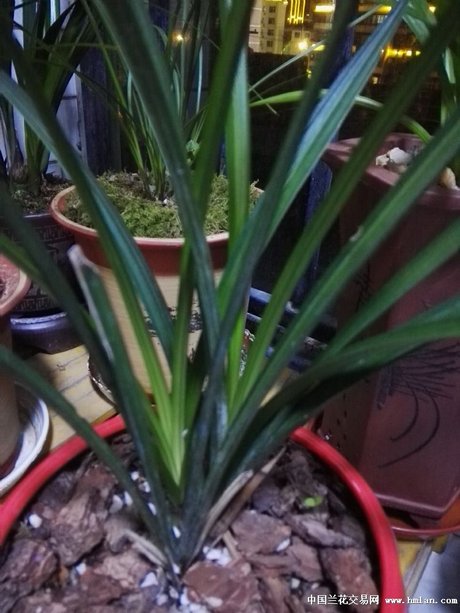 如何识别绿兰,送春和秋芝三个兰花品种