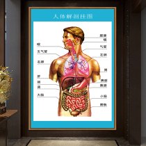 [内脏挂图] 人体肌肉图解器官内脏 结构图挂图人