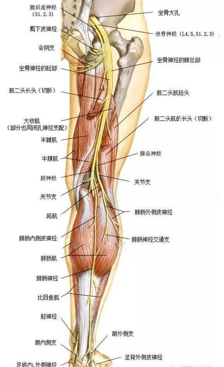 人体最长,最粗的神经--坐骨神经,疼从何来?