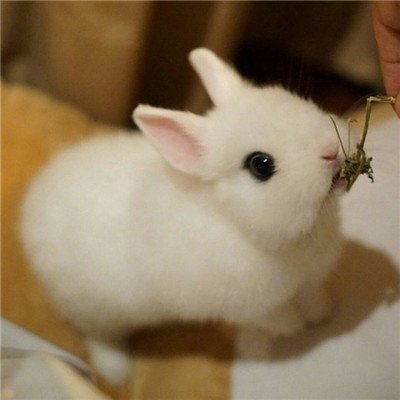 可爱的白色小兔子高清图片 - 素材中国16素材网 相关搜索 小兔子推
