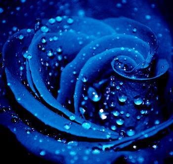 蓝玫瑰唯美头像图片大全