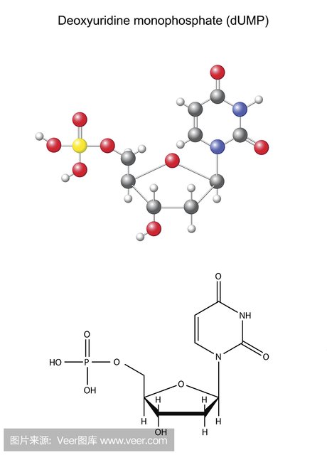 多肽分子 人体免疫细胞 胰蛋白酶 抗毒细胞 胶囊dna 核糖核酸,核苷酸