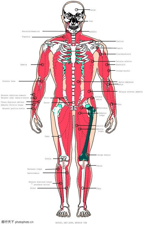 人体内脏构造图 身体分布图 人身体内脏器官图解 人体器官腰部结构图