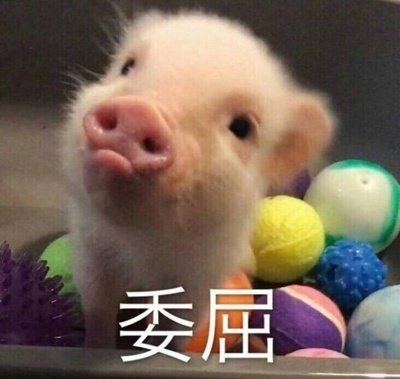 可爱猪猪微信表情包
