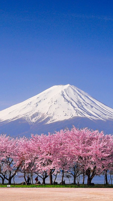 日本富士山樱花