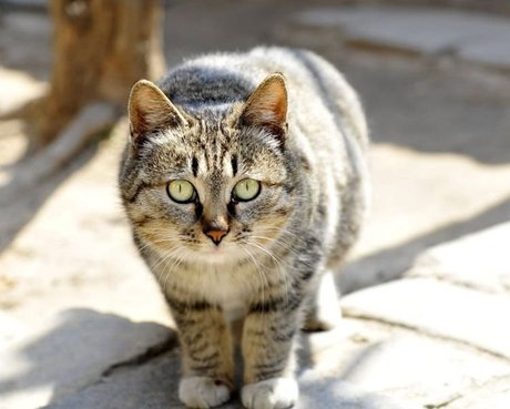 相关搜索 狸猫图片大全 雪鞋猫图片 猞猁猫图片 布偶猫图片大全 两只