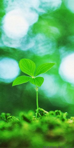 小清新唯美绿色植物手机壁纸_生机勃勃的绿意_透明皮肤