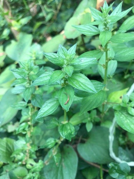 相关搜索 三丫苦 白花益母草 白头翁草图片 火炭母 鸡骨草的图片 狗