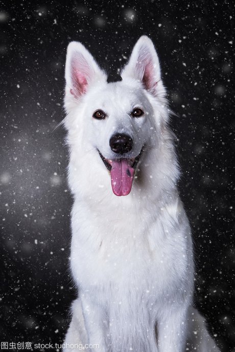 白狗