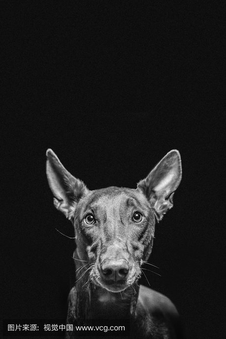 法老王猎犬_360图片