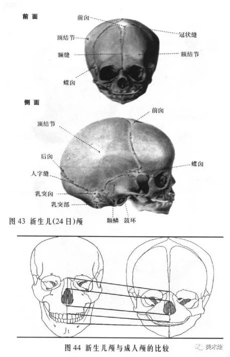 相关搜索 牛头骨结构图 头部骨骼结构 人头骨结构图 人体头骨结构 