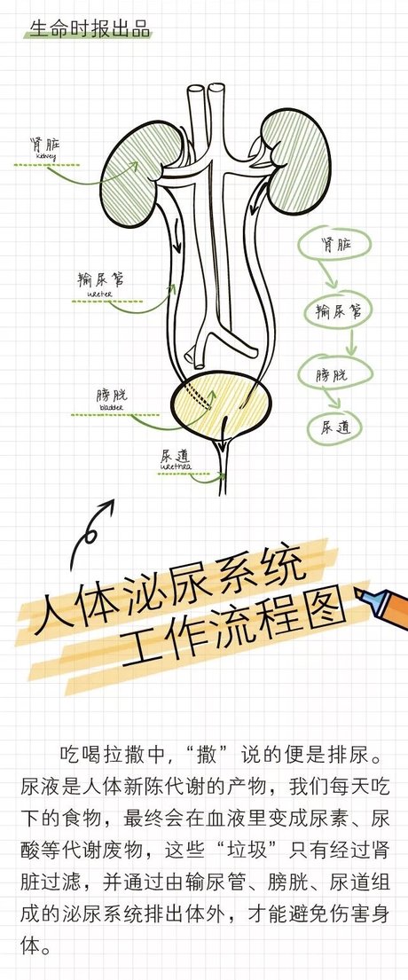 医学展板人体男性泌尿系统解剖图高清psd矢量图免费下载_psd格式