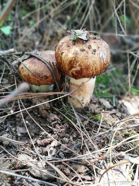 图片记录:昆明周边采蘑菇(捡菌)