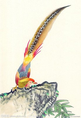 吉祥鸟类图片