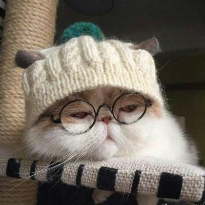 超萌动物微信头像胖嘟嘟的可爱猫咪 真想一巴掌拍醒我自己