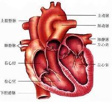 相关搜索 心脏 冠脉 心脏 心电图 右心房 听诊器 心脏 心脏图 脑脏的