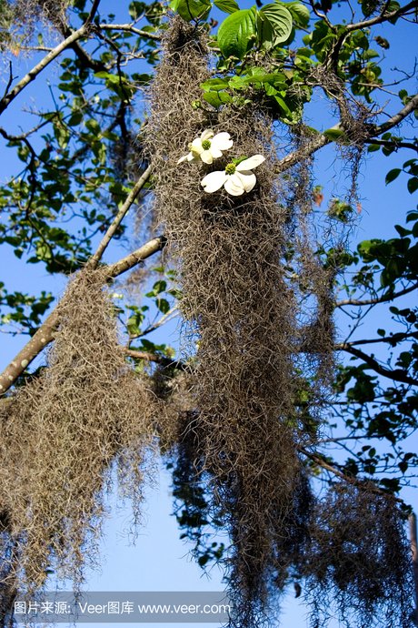 相关搜索 金针科寄生植物 寄生藤 光叶蕨 根状茎 荚果 毒漆树 寄生藤