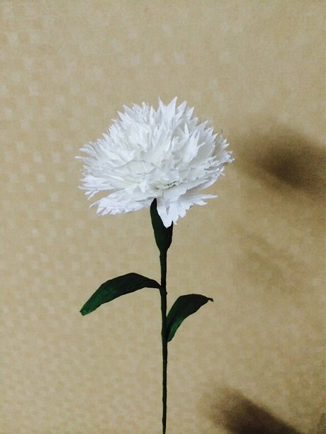 白色康乃馨