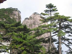 黄山奇石狮子抢球的图片