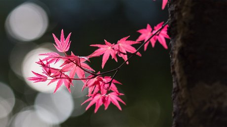 秋季唯美 枫叶图片桌面壁纸