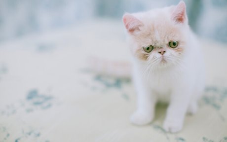 可爱萌宠,超高清壁纸,       猫猫狗狗