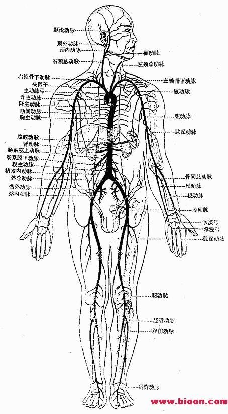 人体器官教学图