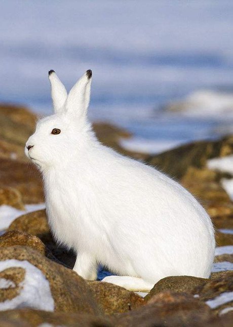 兔形目·兔科·兔亚科·兔属:北极兔(眺望)