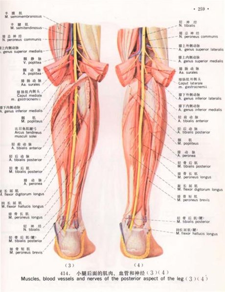 小腿内侧腓肠肌怎么减 初学者不要忽略腿部肌肉的训练_第二人生