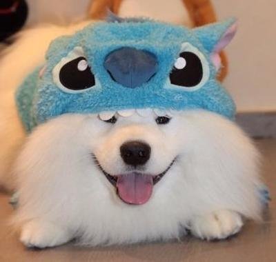 萨摩耶犬