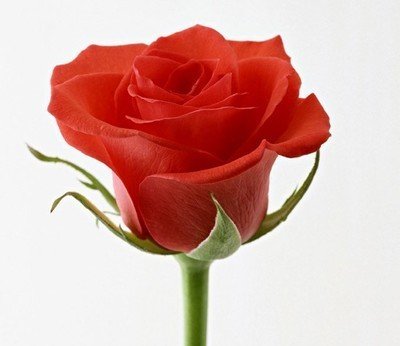 最火艳最漂亮的玫瑰花_鲜花送花图片_ qq 表情