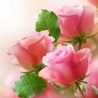 粉色 玫瑰花qq头像_qq魔法师