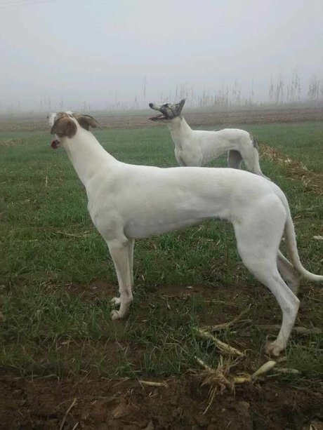 壁纸高清格力犬桌面 格力犬卡通图片 灰猎犬,格雷犬,灰狗,格力犬